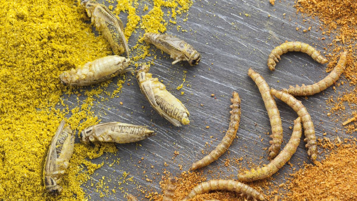 Białko pozyskiwane z owadów jest niezbędne do produkcji karmy dla zwierząt (zdj. ilustracyjne) 