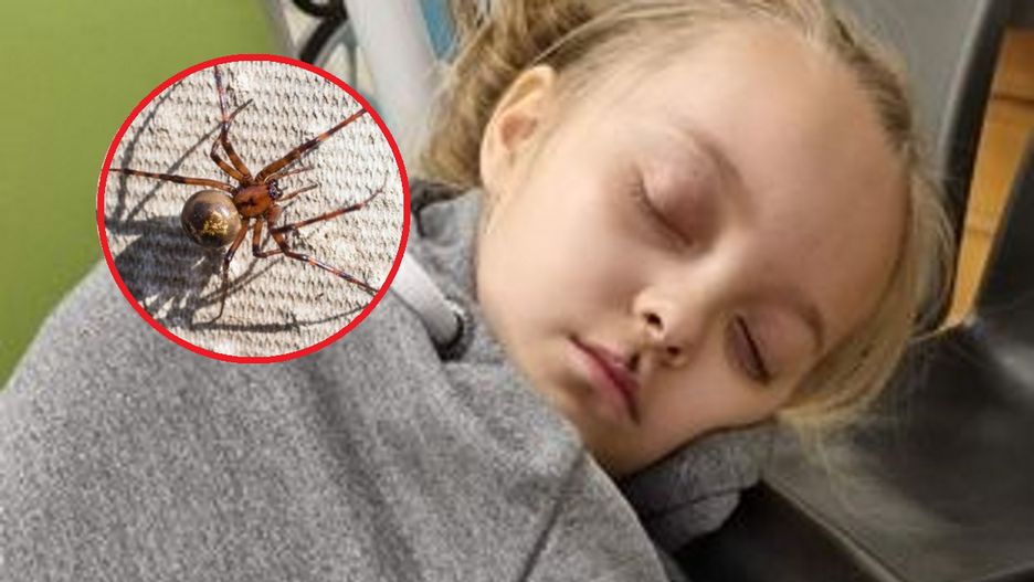 Dziewczynka źle się czuła po ugryzieniu przez pająka