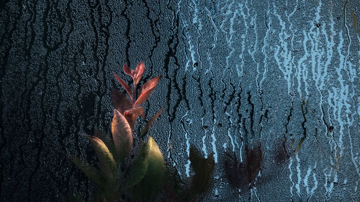 "Botanical", czyli szklane domy Samuela Zellera 1