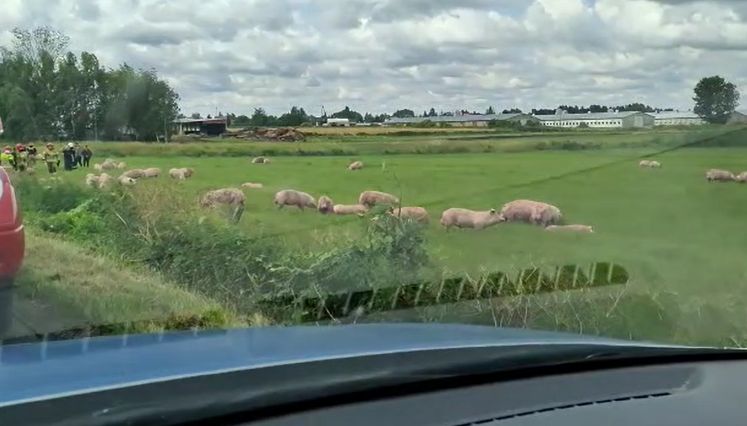 Strażacy ratowali życie zwierząt, wyprowadzając je z wywróconej naczepy 