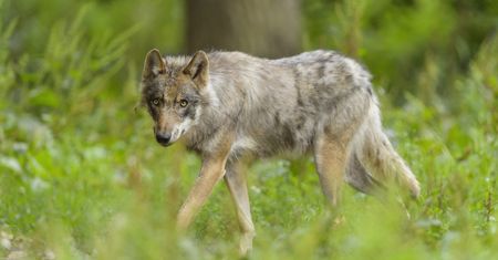 Niebezpieczna sytuacja w Jabłonce. Wilk zbliżył się do dziecka i porwał psa
