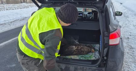 Ranny bielik przy drodze. Szybka akcja leśników z Ornety uratowała ptaka