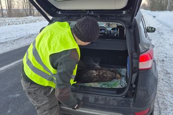 Ranny bielik przy drodze. Szybka akcja leśników z Ornety uratowała ptaka