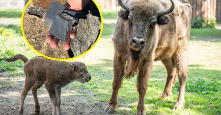 To dzieje się we wrocławskim zoo. Pracownicy apelują