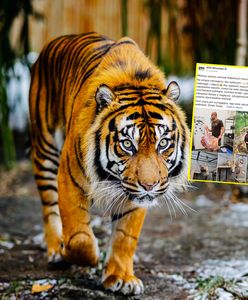 Zoo szuka opiekunów tygrysów. Wiadomo, ile można zarobić