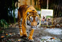 Zoo szuka opiekunów tygrysów. Wiadomo, ile można zarobić