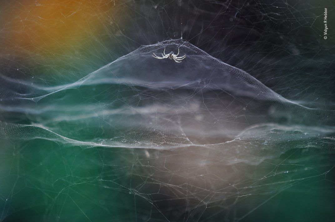 Wildlife Photographer of the Year 2021. Oto zwycięskie zdjęcia 3