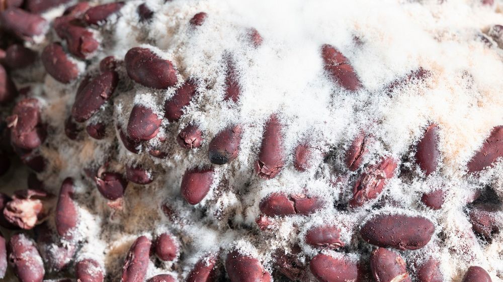 Te warzywa szkodą wątrobie. Wyeliminuj z diety