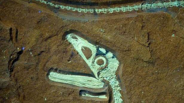 Bawaria świętuje odnalezienie idealnie zachowanego szkieletu dinozaura 1