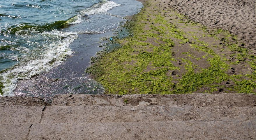 Sinice często umożliwiają plażowiczom kąpiele w morzu