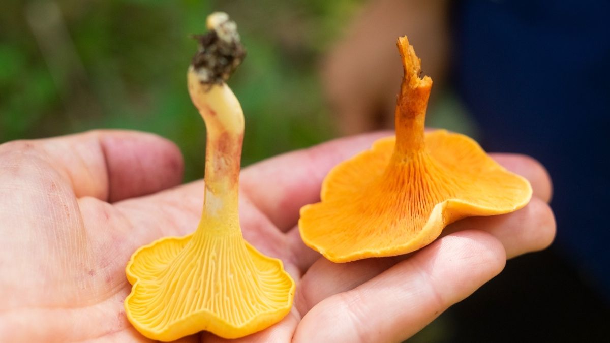 Kurka i lisówka pomarańczowa