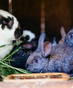 Króliki, zabytkowy zegar, samochody. Gdzie trafiają rzeczy pochodzące z przestępstwa?