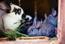 Króliki, zabytkowy zegar, samochody. Gdzie trafiają rzeczy pochodzące z przestępstwa?