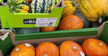 Czy dynia na Halloween jest jadalna? Odpowiedź cię zaskoczy