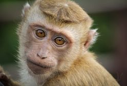 Małpa postawiła służby na nogi. Policjanci ze Zgorzelca szukali zwierzęcia