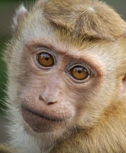 Małpa postawiła służby na nogi. Policjanci ze Zgorzelca szukali zwierzęcia