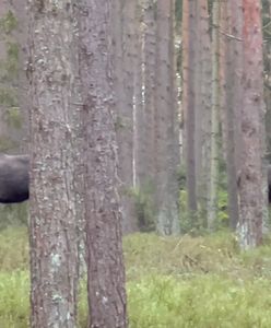 Bliskie spotkanie w lesie. Na widok człowieka zamarły