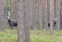 Bliskie spotkanie w lesie. Na widok człowieka zamarły