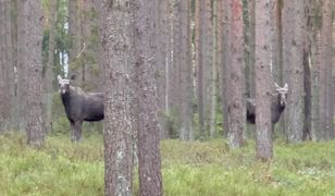 Bliskie spotkanie w lesie. Na widok człowieka zamarły
