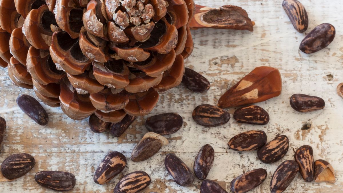 Orzechy piniowe w rzeczywistości są nasionami 