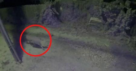 Puma na podwórku. Kamera przed domem nagrała coś zaskakującego