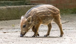 Jaworzno. Dzik jest dziki, ale czy zły? Te, które odwiedziły rynek raczej nie