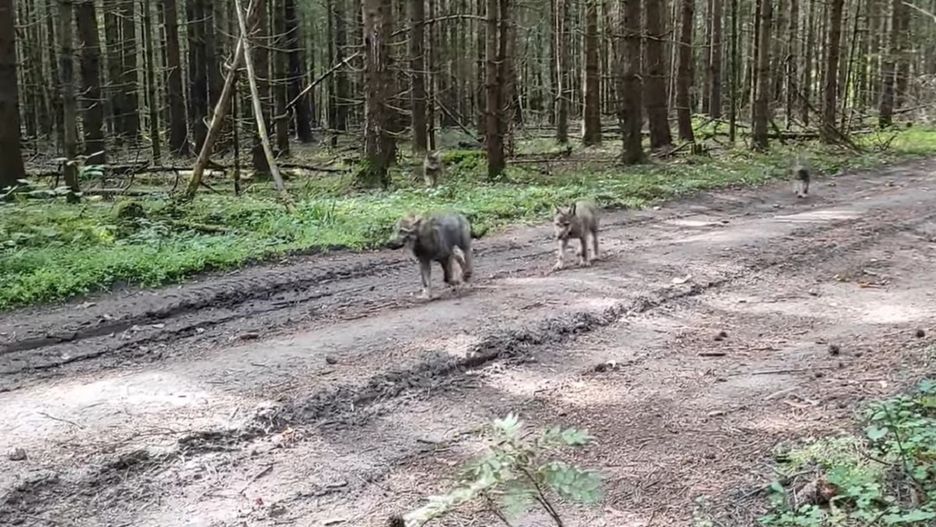 Niesamowite spotkanie w parku narodowym. Małe wilki podeszły do kamery