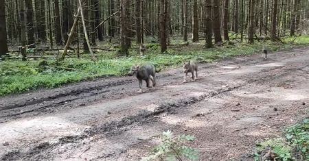 Co za spotkanie. Leśniczy wszystko nagrał