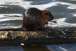 Inwazja bobrów w Ustce. "Wycinają" drzewa