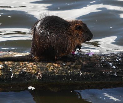 Inwazja bobrów w Ustce. "Wycinają" drzewa