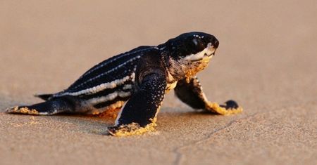 Koronawirus a natura. Rekordowa ilość żółwi w Tajlandii