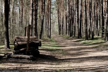 Miasto kupiło kawał lasu za milion zł. Taki ma plan