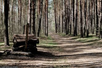 Miasto kupiło 13 h lasu od prywatnego właściciela. Padła kwota