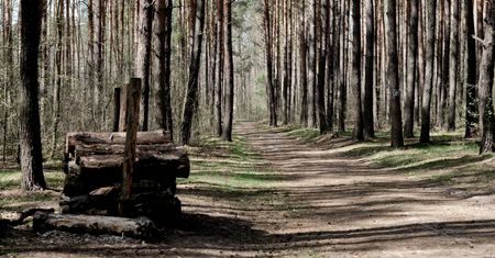 Miasto kupiło 13 h lasu od prywatnego właściciela. Padła kwota