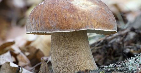 Mniej znany kuzyn prawdziwka. Zbierz go póki czas, bo możesz żałować, tak jest świetny do suszenia