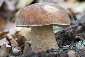Mniej znany kuzyn prawdziwka. Zbierz go póki czas, bo możesz żałować, tak jest świetny do suszenia