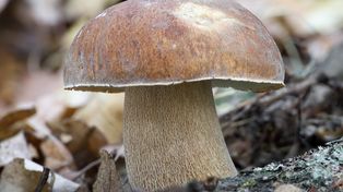 Mniej znany kuzyn prawdziwka. Zbierz go póki czas, bo możesz żałować, tak jest świetny do suszenia