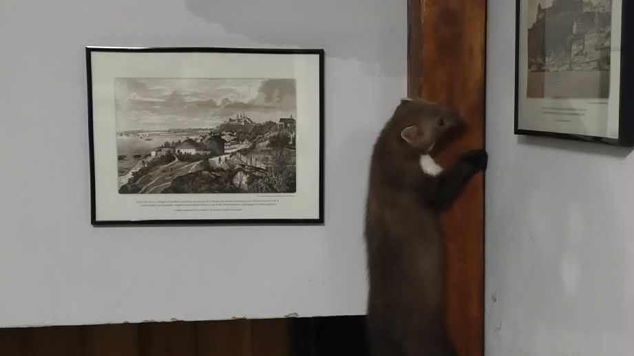 Kuna w opałach