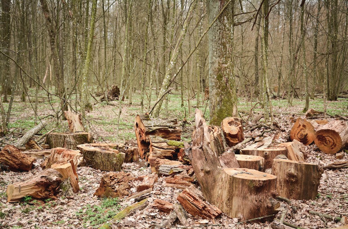 Massive deforestation threatens the Amazon