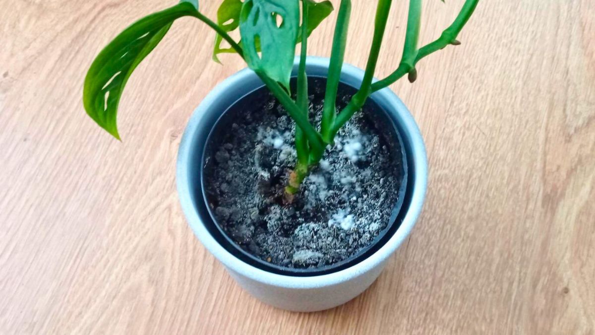 Pleśń w doniczkach szybko znika po tym preparacie. 