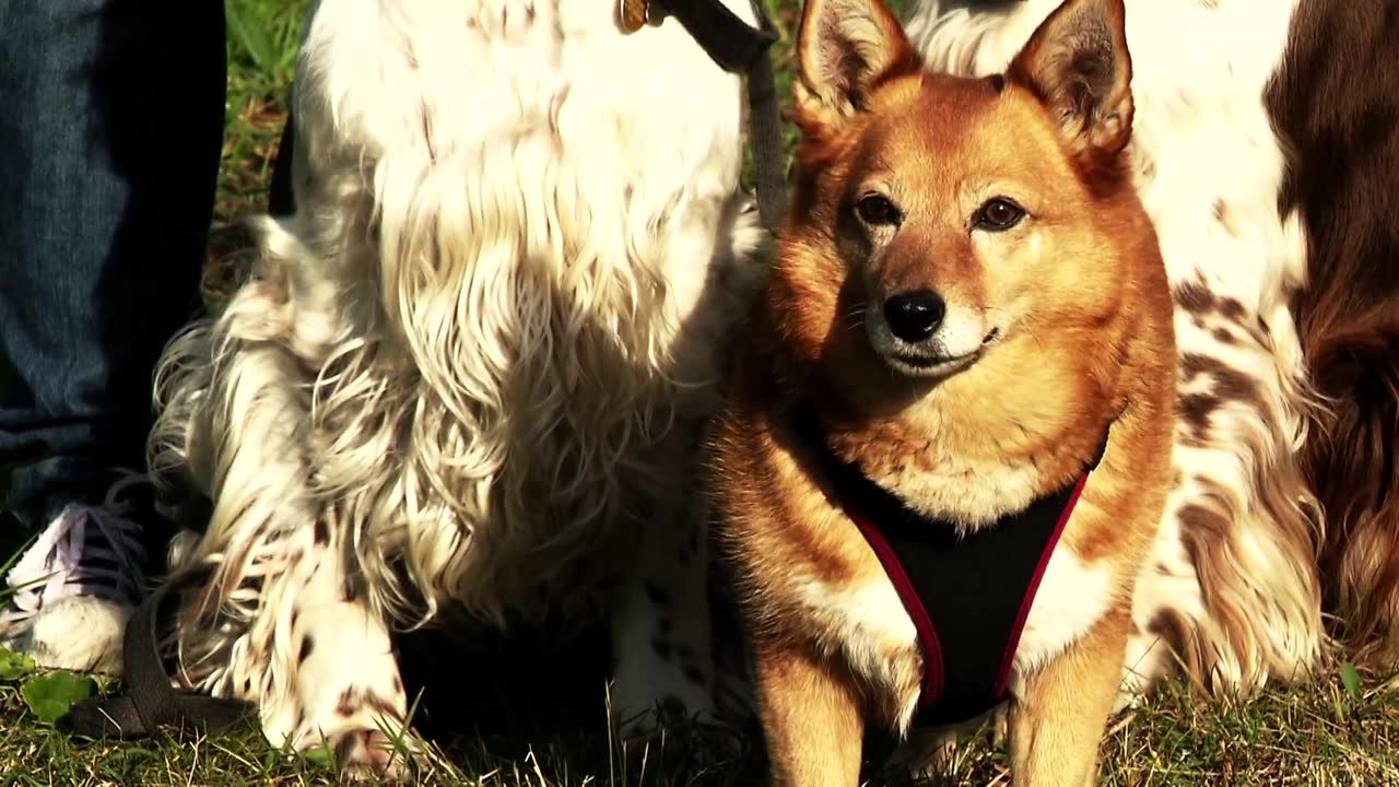Savoir vivre psiarzy. O czym pamiętać, posiadając pupila?