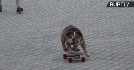 Ten buldog uwielbia jeździć na deskorolce.