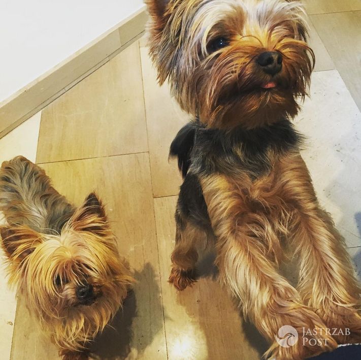 Taylor i Bugsy pieski Weroniki Rosati - Instagram