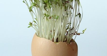 Zdrowa dzięki kiełkom