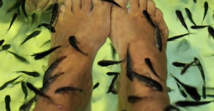 Fish pedicure