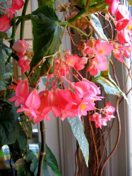 Begonia koralowa