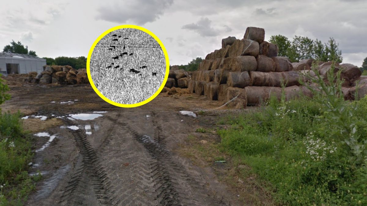 Jelenie sika pojawiły się w Polsce. Co z nimi będzie?