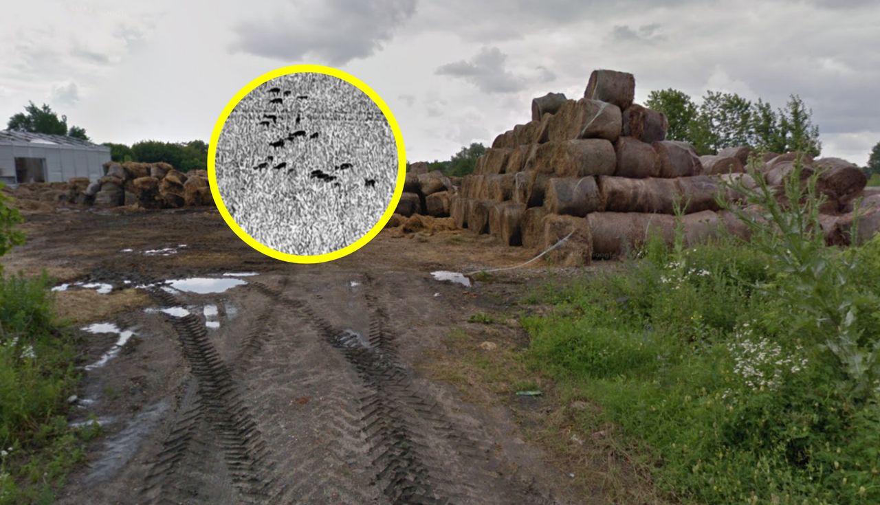 Rolnicy mają dość. Nie dostaną ani grosza. Zareagują myśliwi?