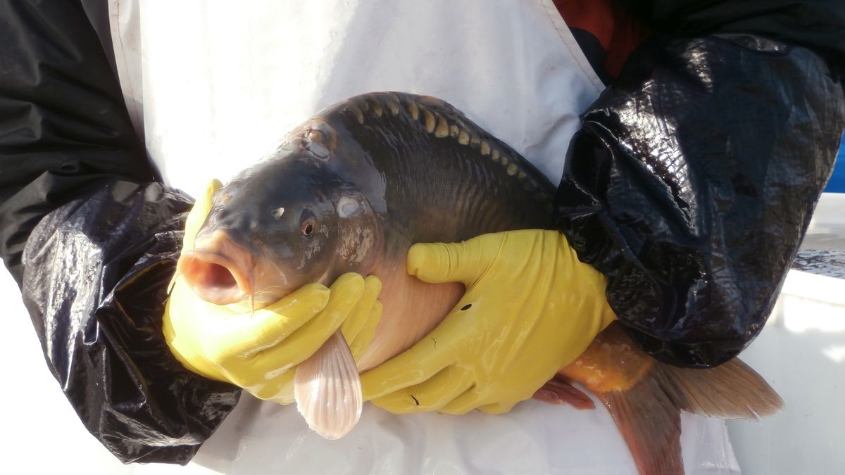 Ceny karpia będą rosnąć 