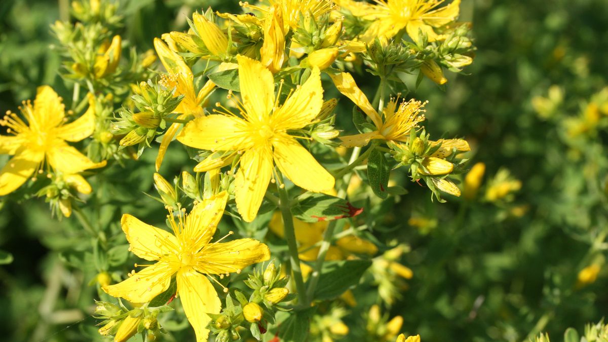 Ziołowe antydepresanty